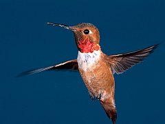 Rufous Hummingbird